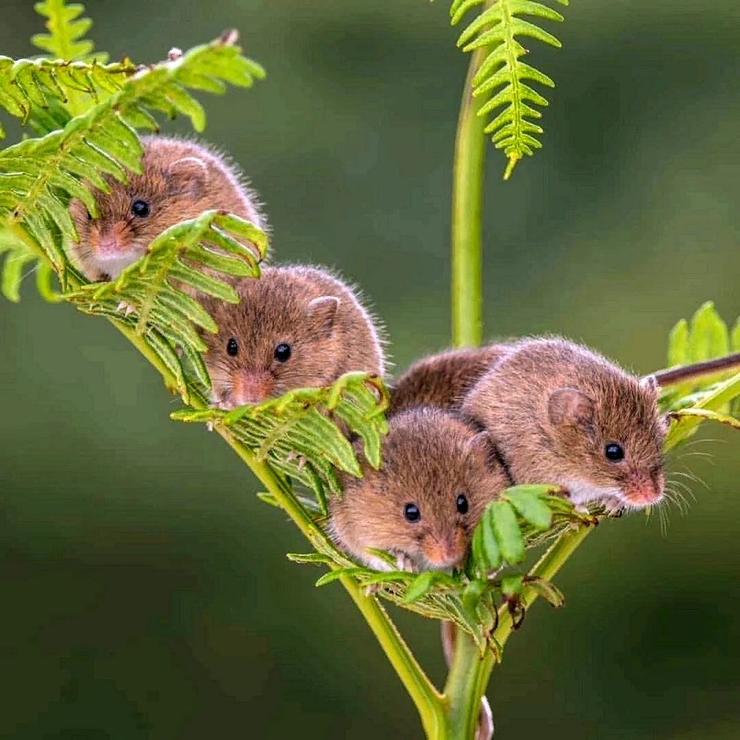 Мышь-Малютка (лат. Micromys minutus)