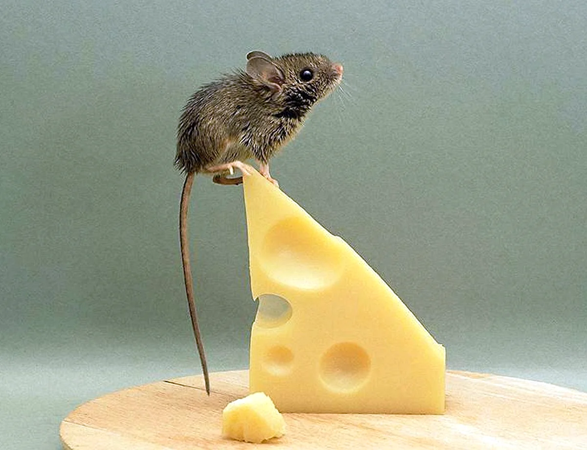 Мышь+сыр