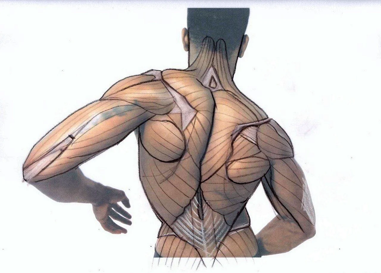 Мышцы тела анатомия референс