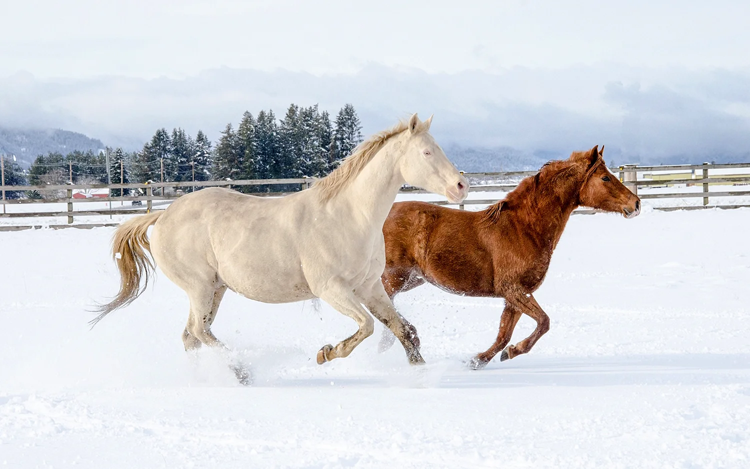 На лошади по снегу
