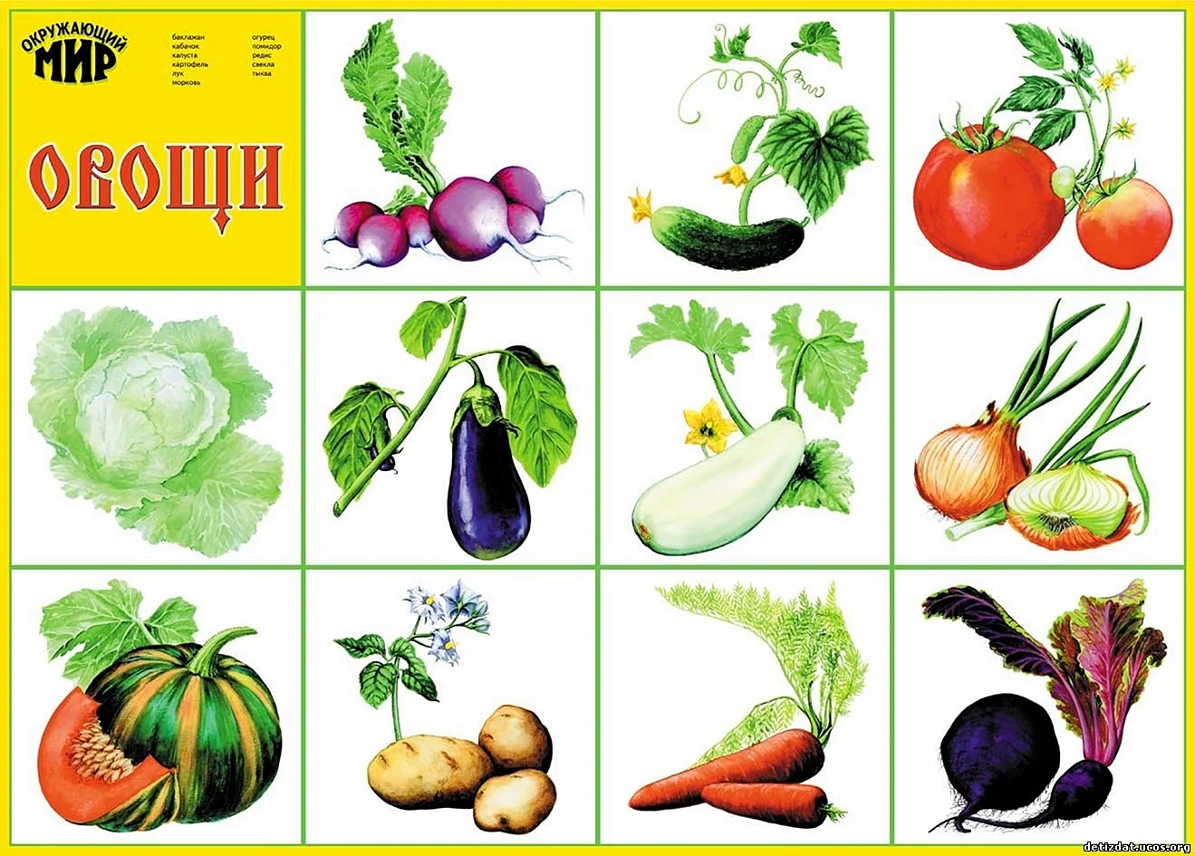 Наглядное пособие овощи и фрукты