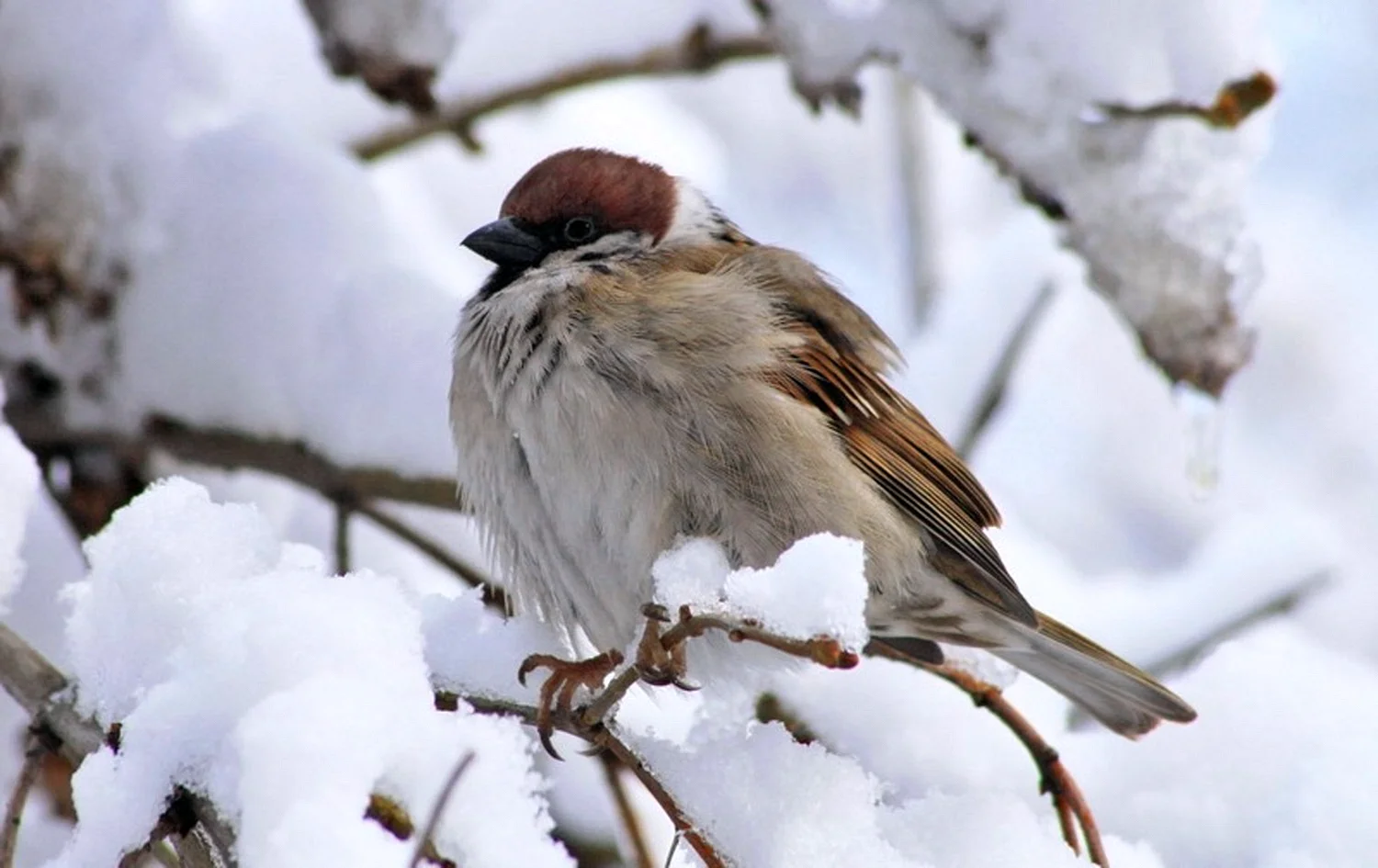 Нахохлившиеся птицы зимой
