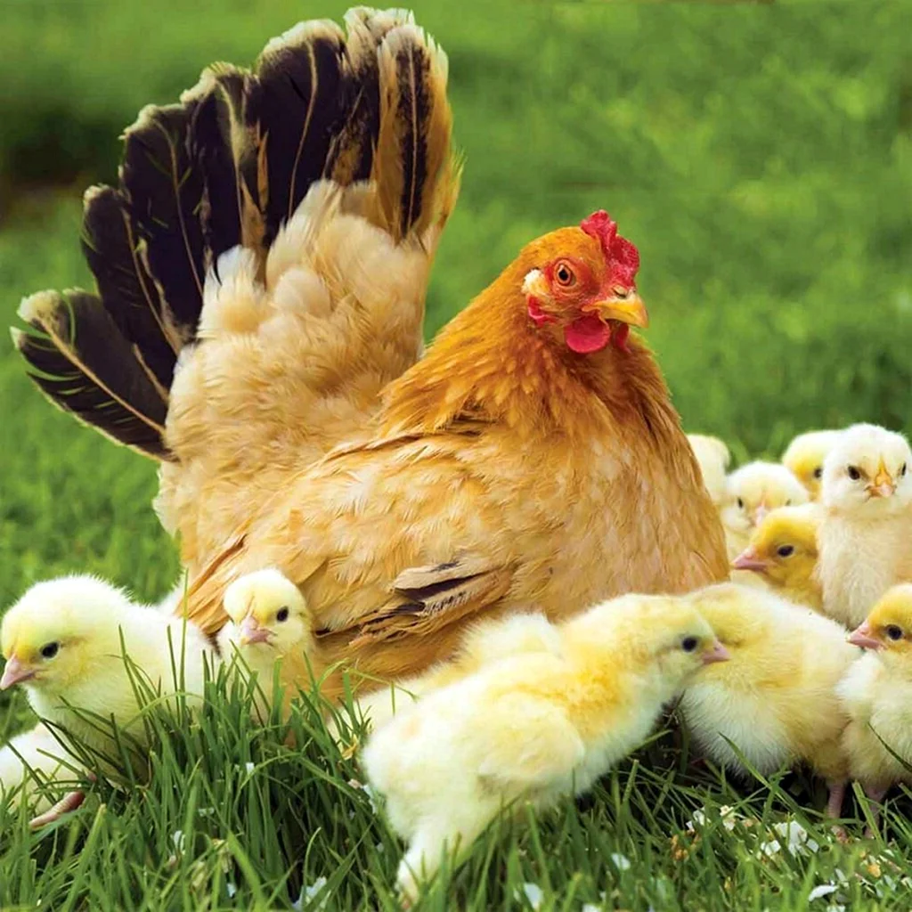 Наседка Фавероль с цыплятами
