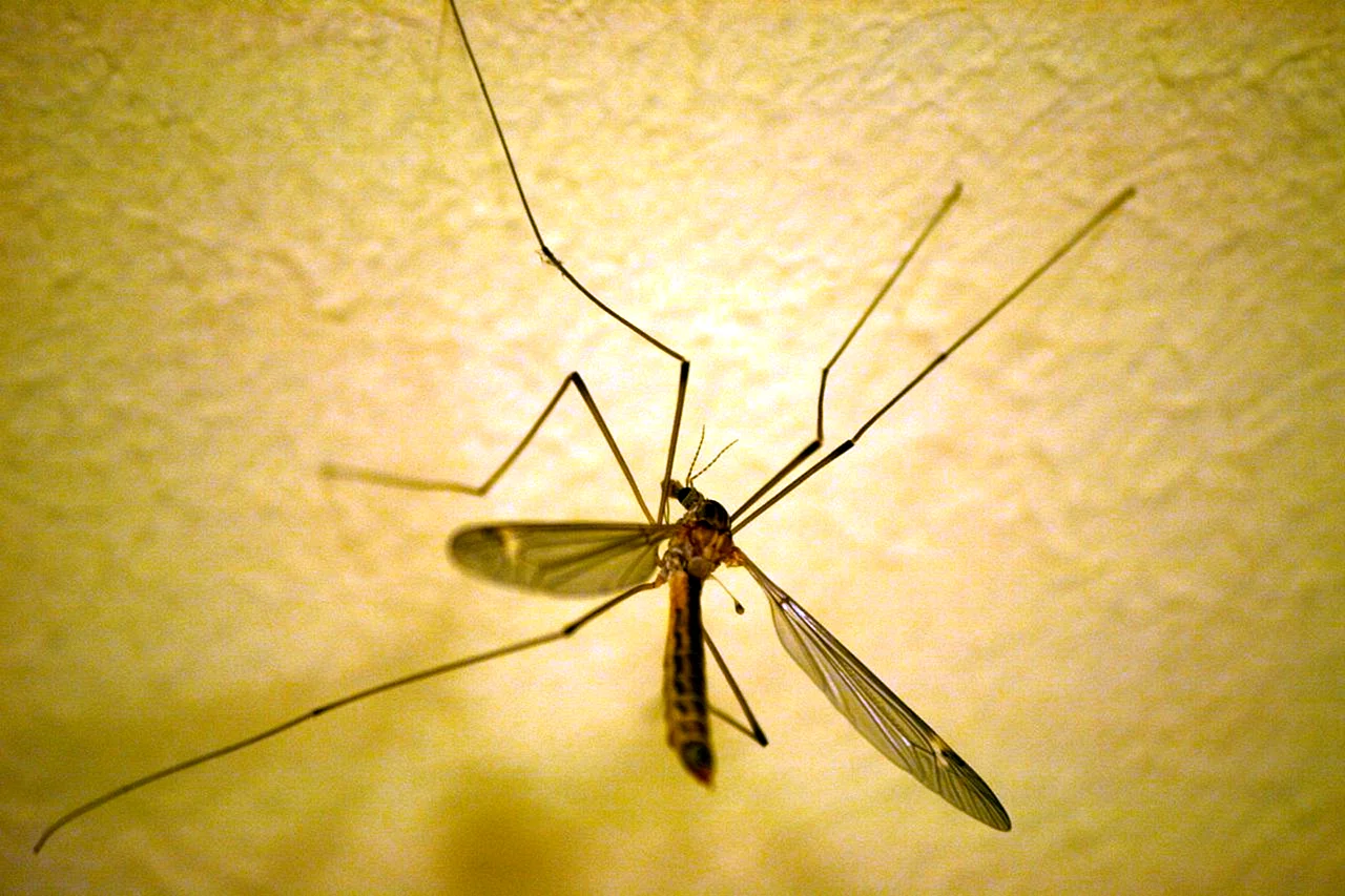 Насекомое похожее на комара