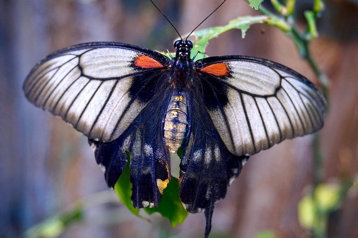 Насекомые Крылья бабочки