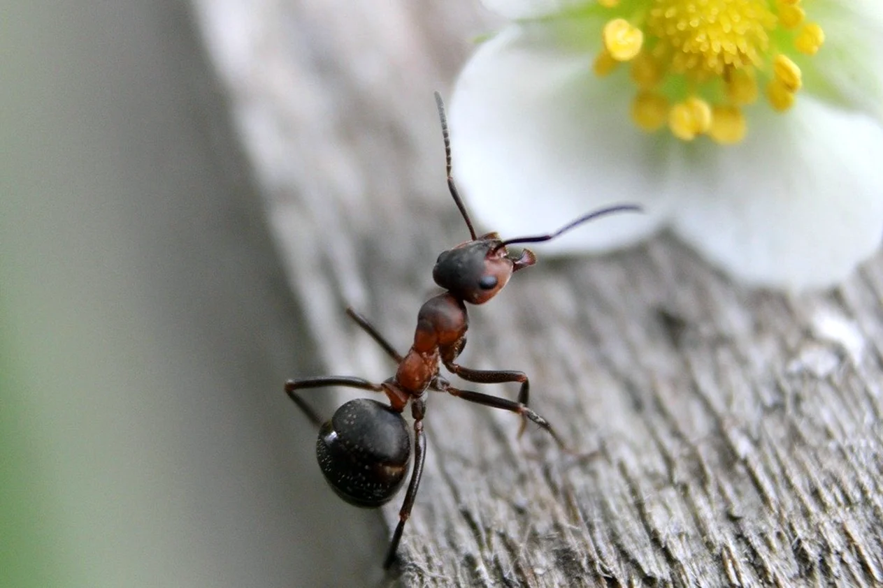 Насекомые муравей