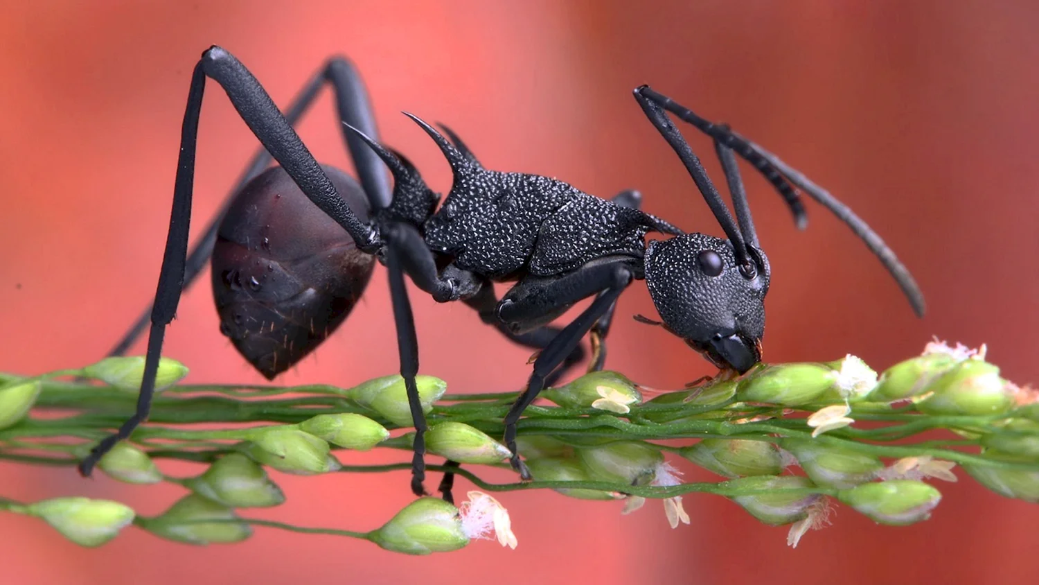 Насекомые муравей