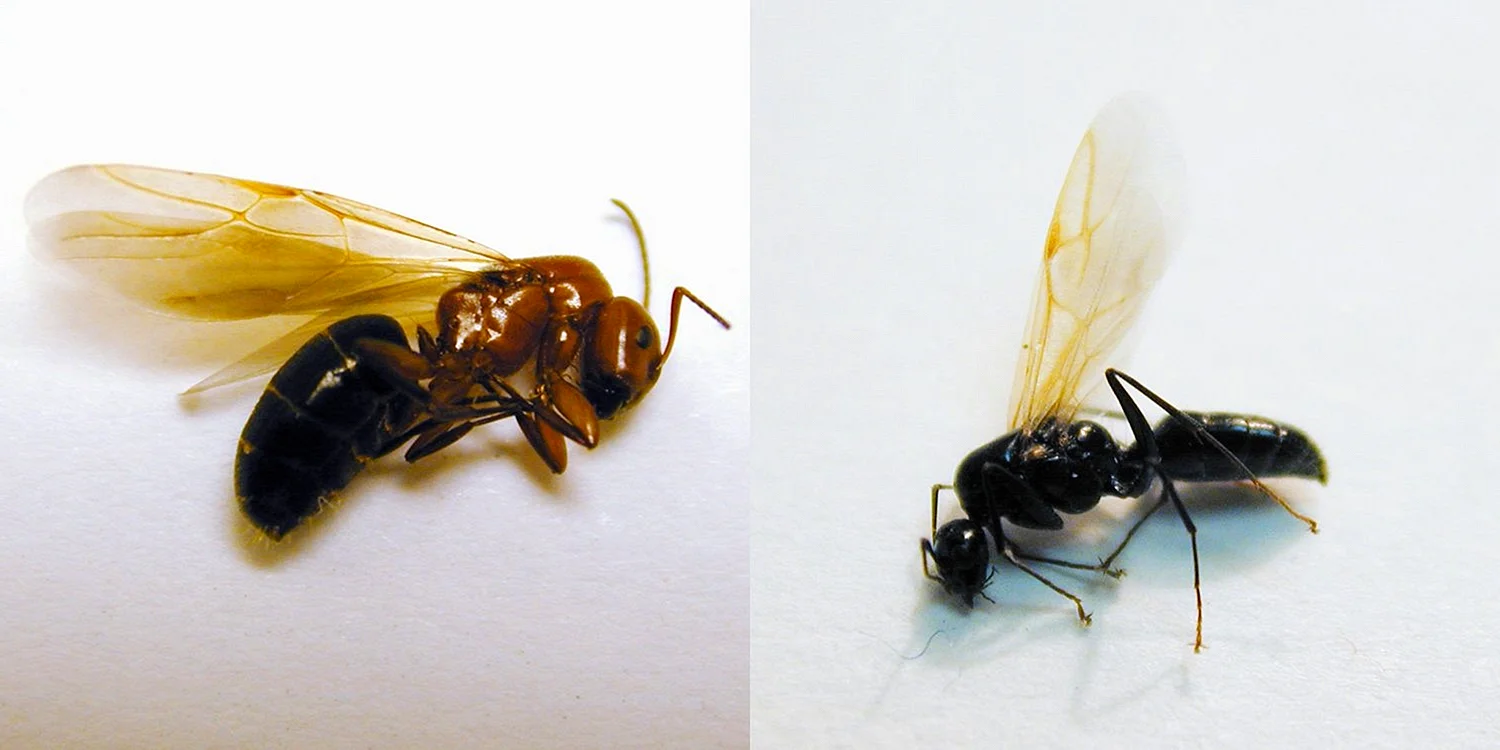 Насекомые похожие на муравьев с крыльями
