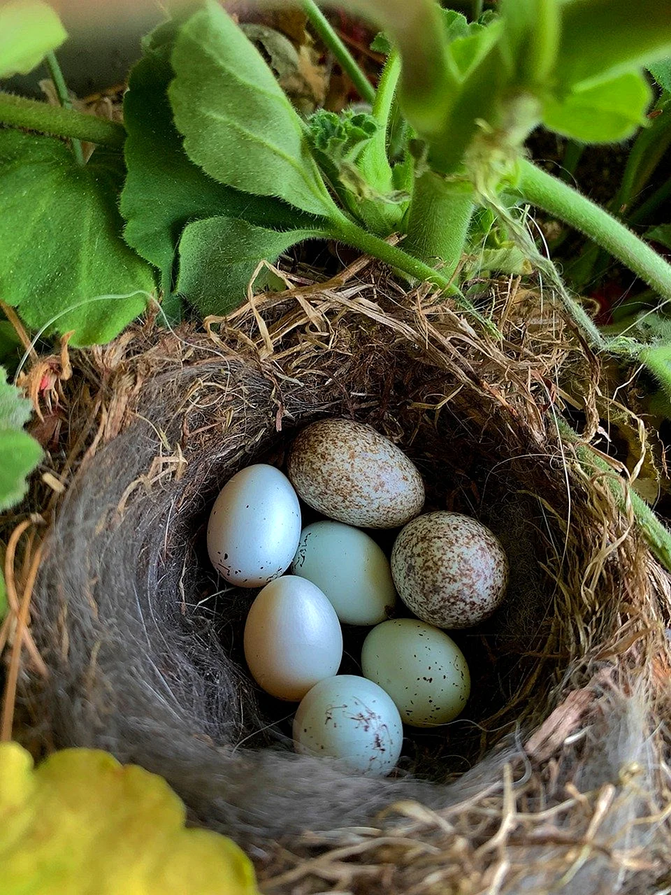 Насест гнездо яйцо птенец