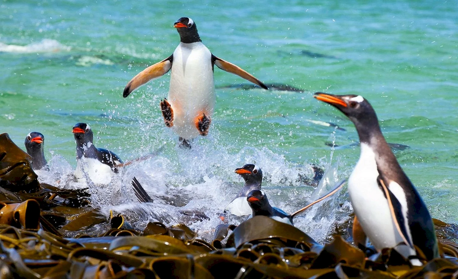 National Geographic пингвины