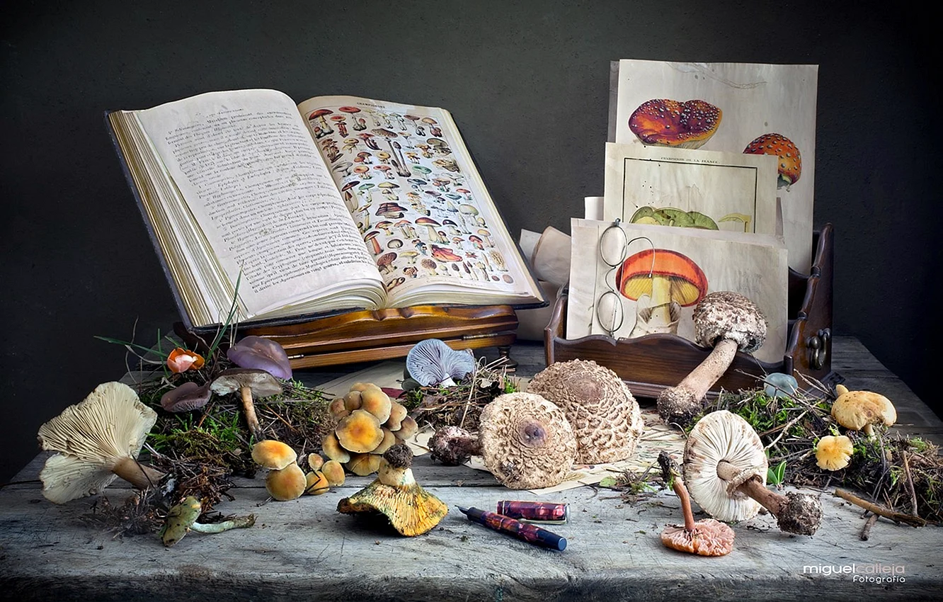 Натюрморт с книгами и грибами
