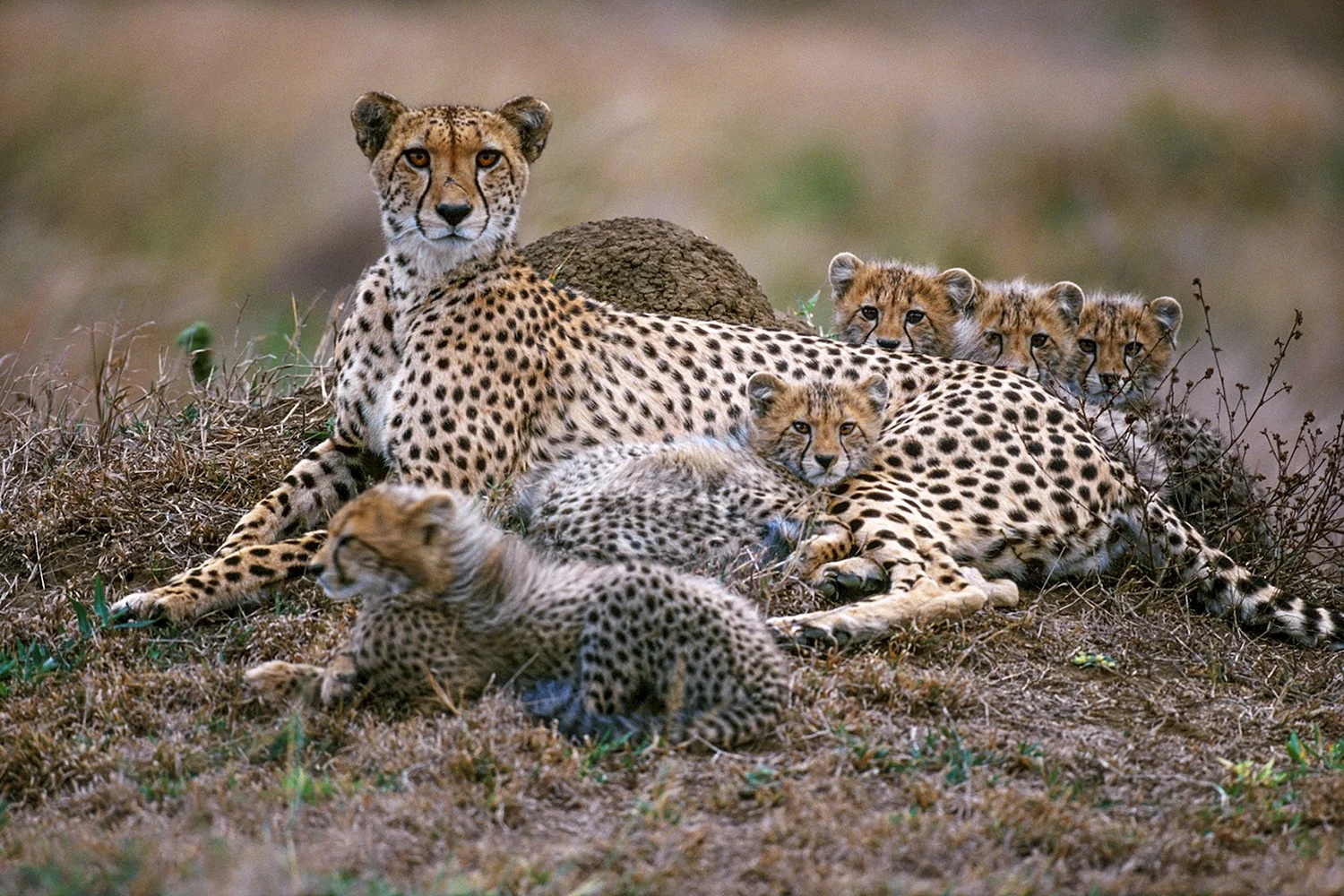 Национальный парк Амбосели леопарды
