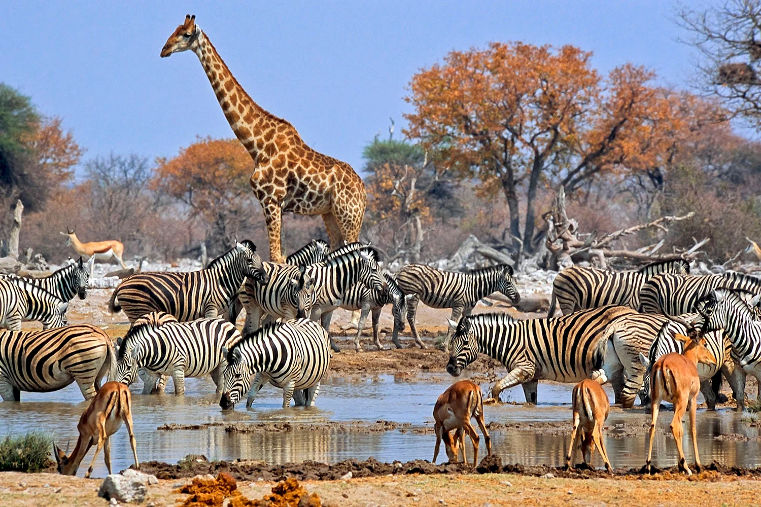 Национальный парк Этоша в Африке