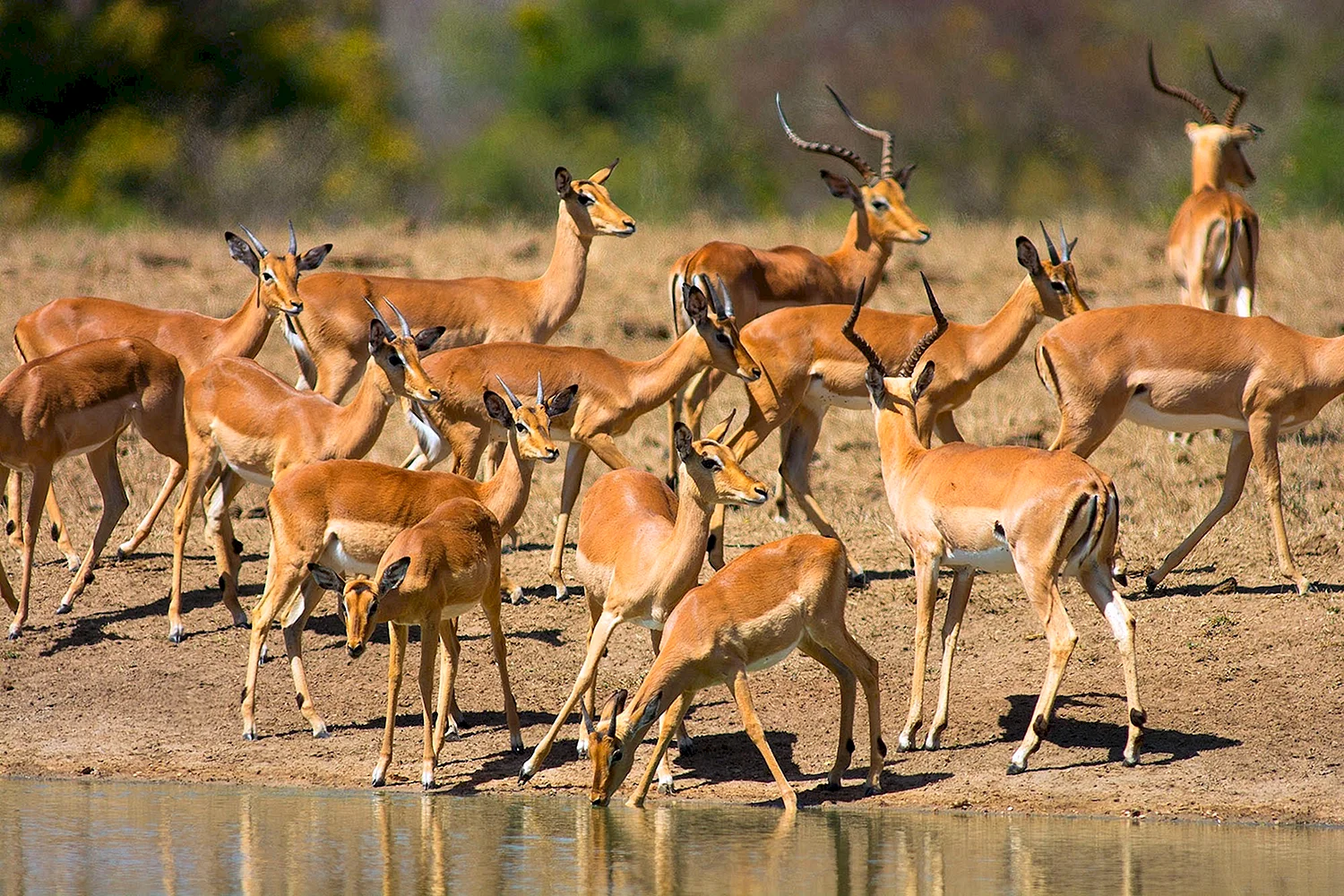 Национальный парк Крюгера антилопы