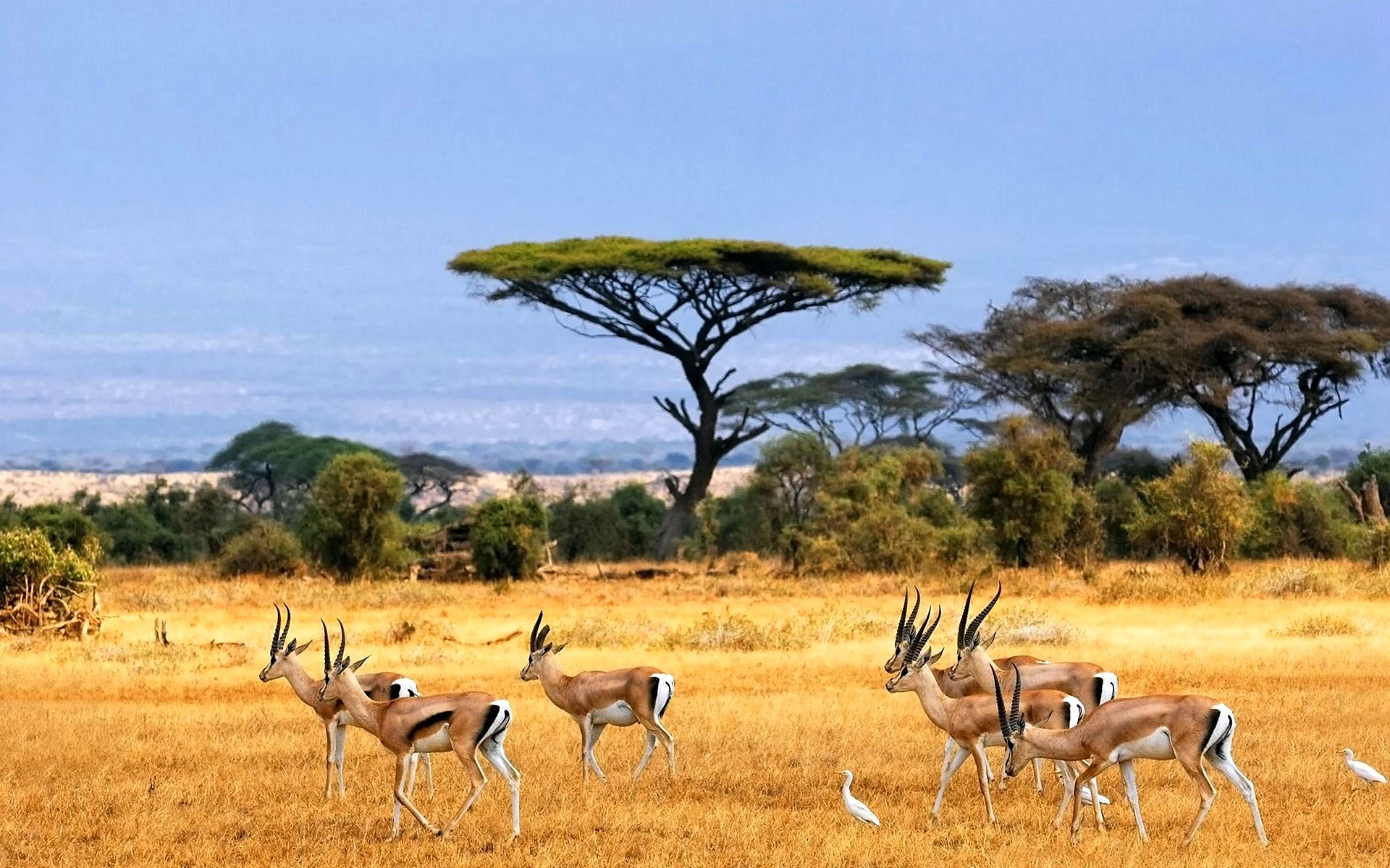 Национальный парк Крюгера Южная Африка