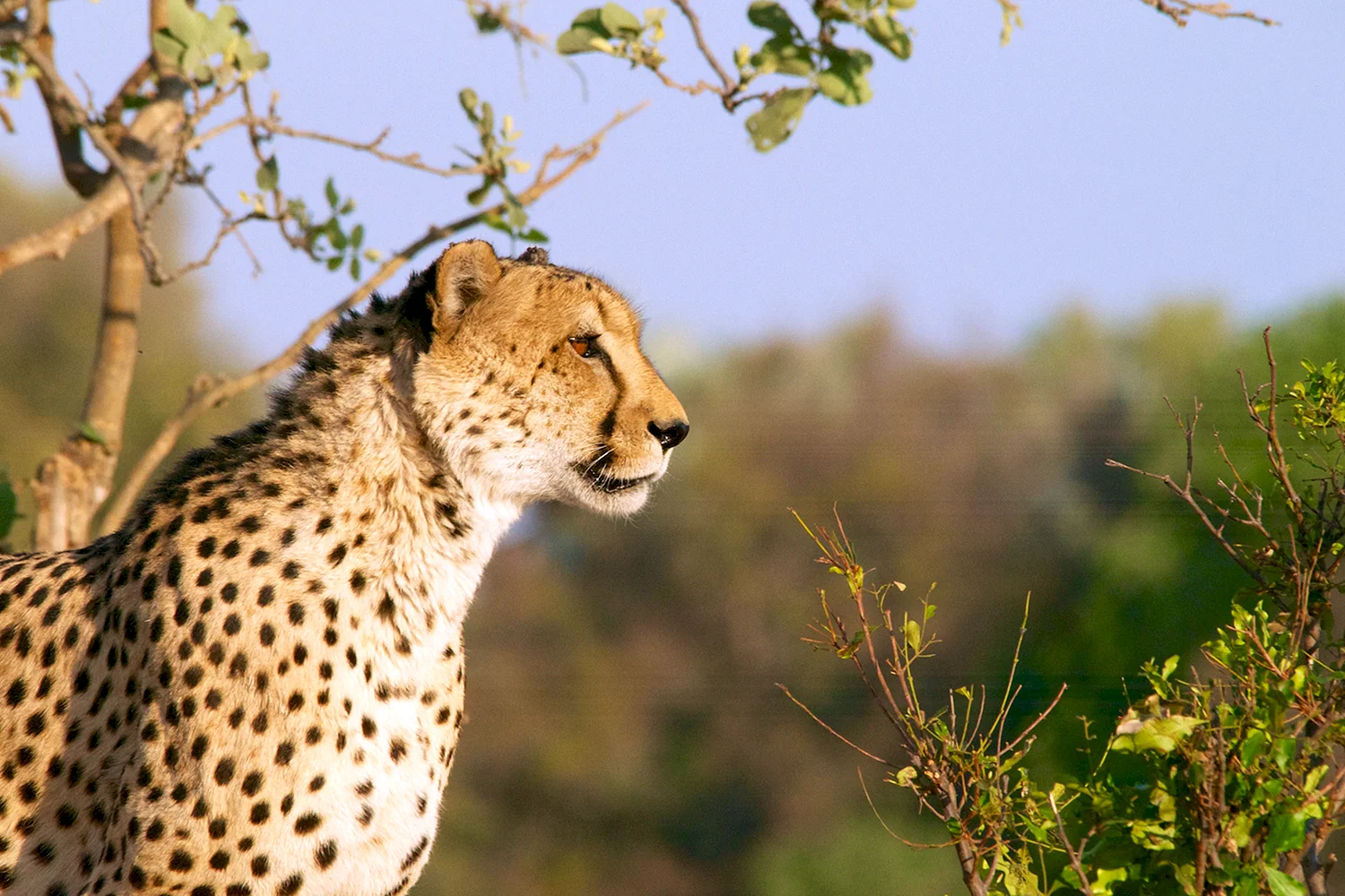 Национальный парк Крюгера леопард