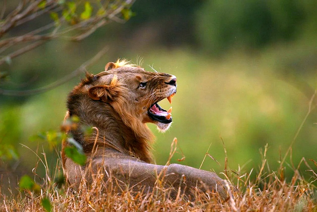 Национальный парк Крюгера львы