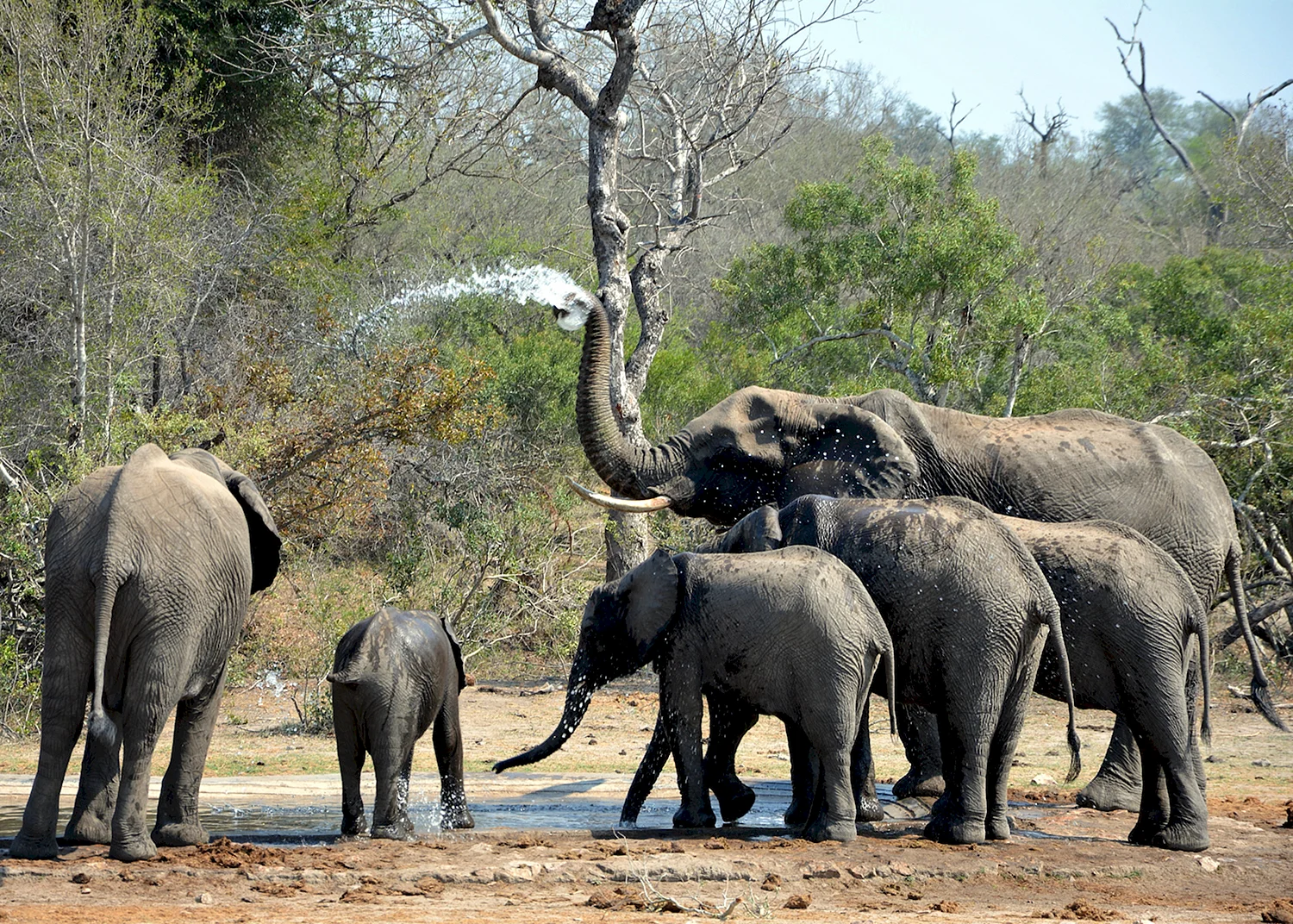 Национальный парк Крюгера слоны
