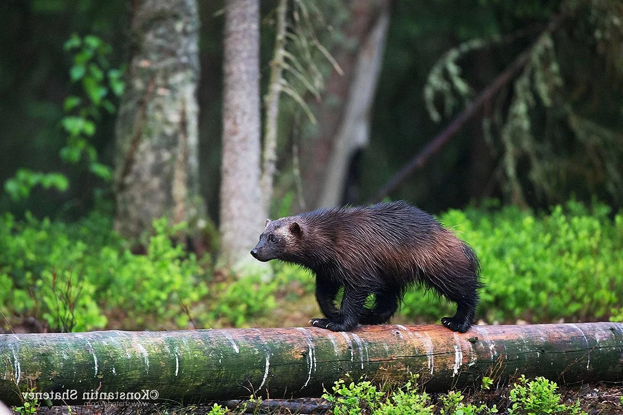 Национальный парк Паанаярви медведь