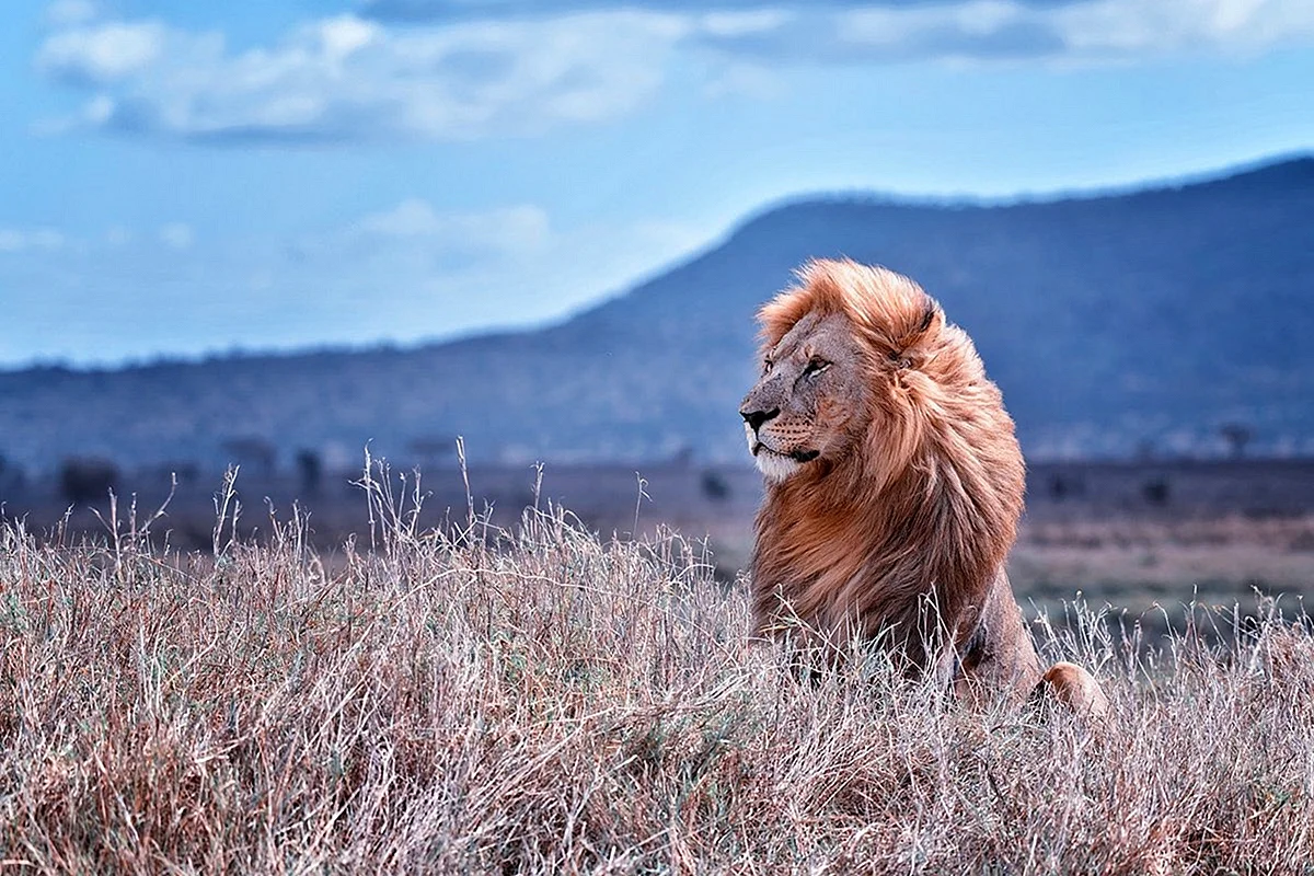 Национальный парк Серенгети львы