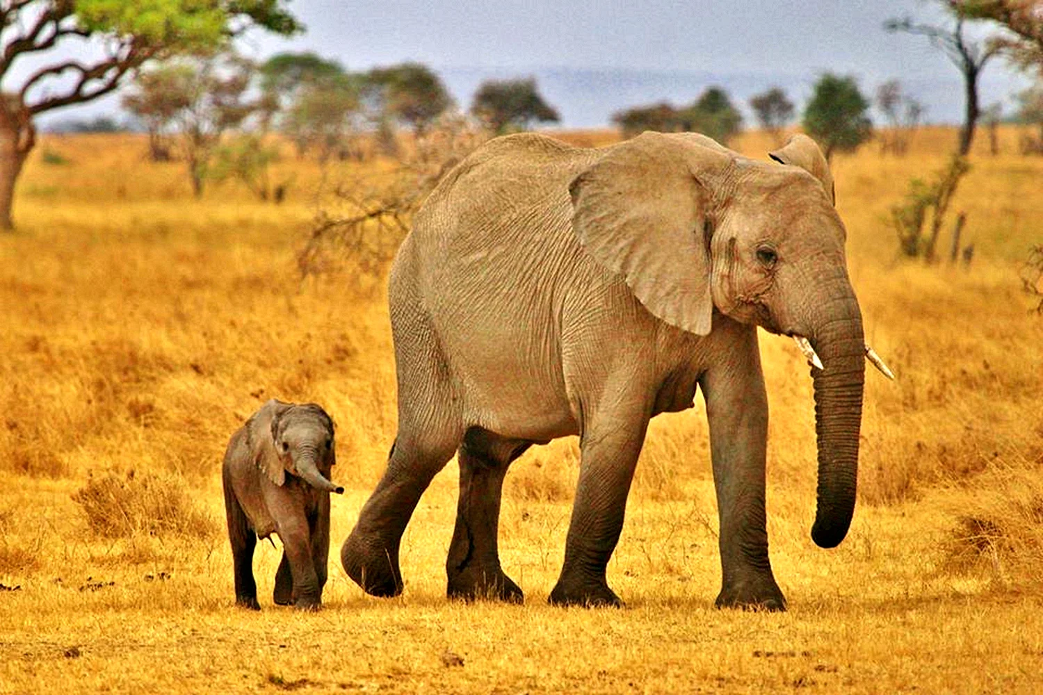 Национальный парк Серенгети слоны