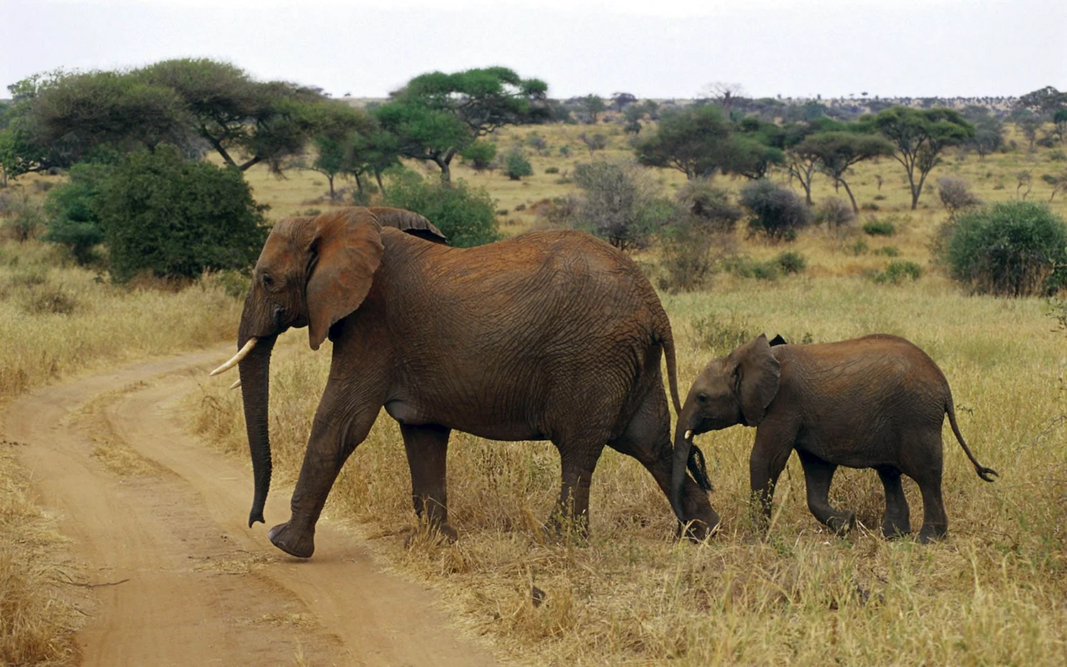 Национальный парк Серенгети слоны