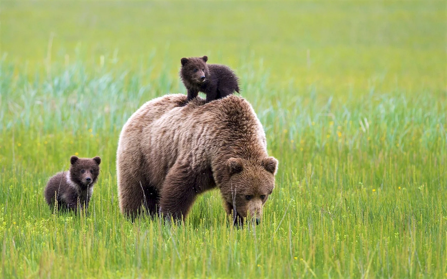 Национальный парк Сиретоко бурый медведь