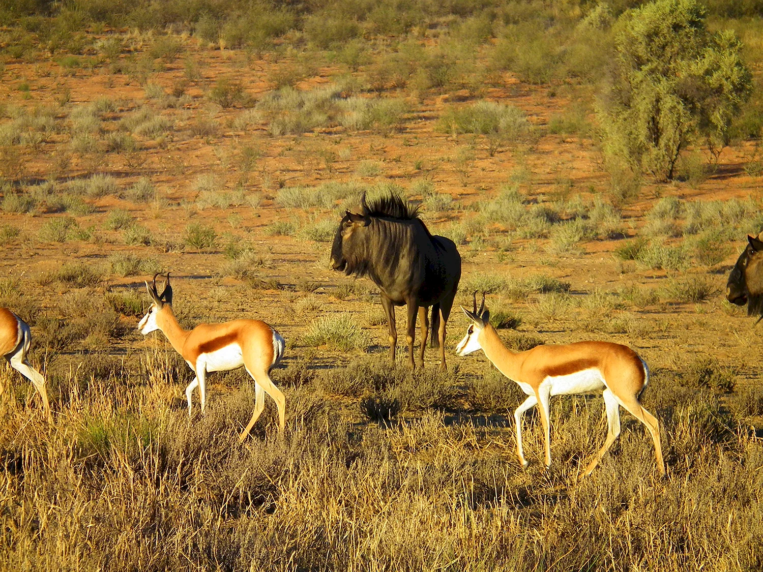 Национальный парк Танзании Серенгети антилопы