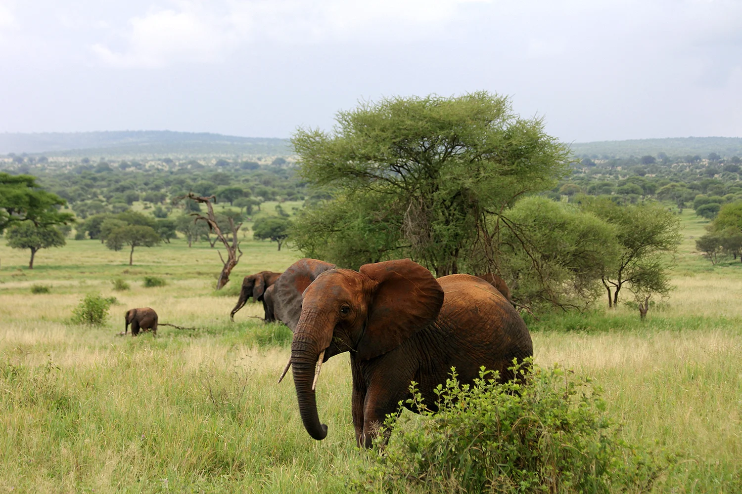 Национальный парк Тарангире Танзания