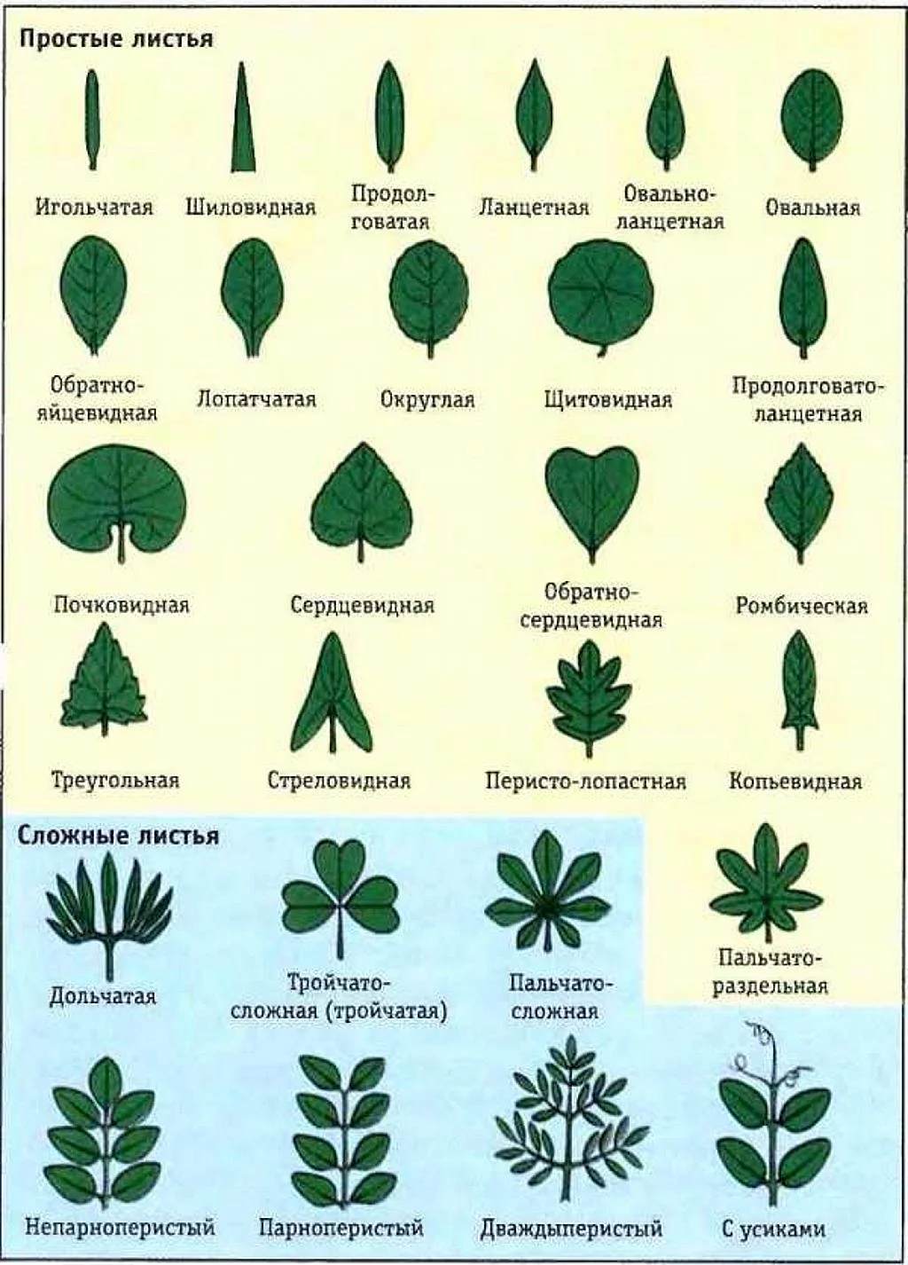 Листья различных деревьев с подписями