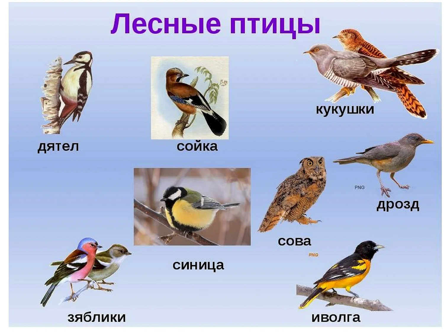 Птицы средней полосы россии