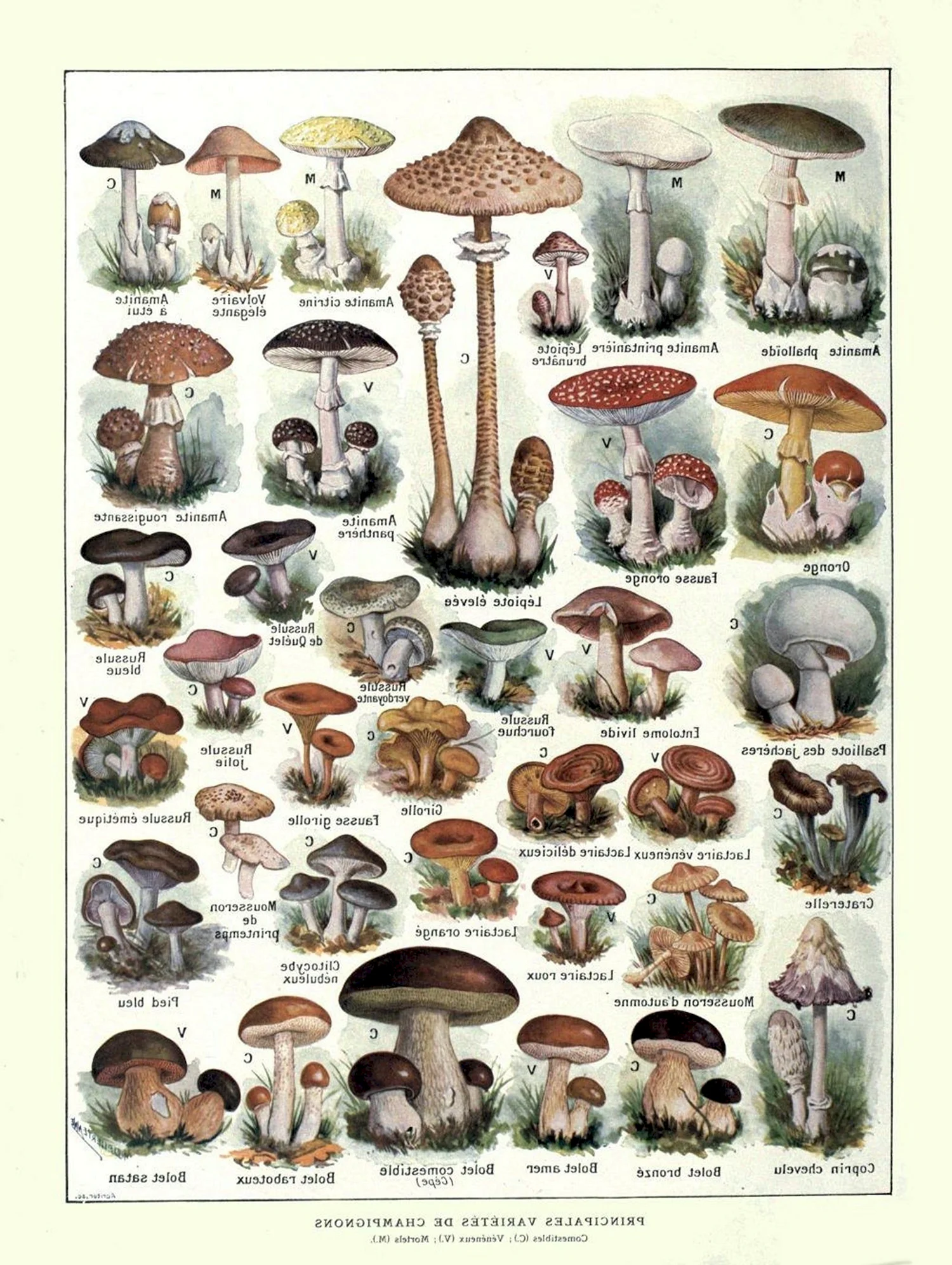 Название съедобных и несъедобных грибов