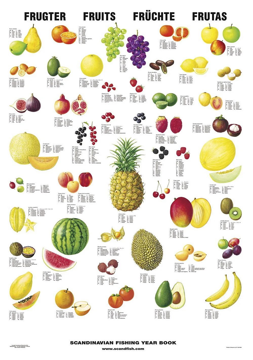Названия экзотических фруктов на англ