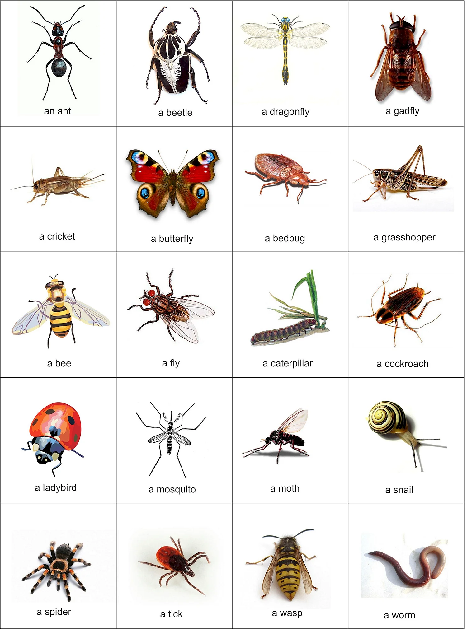 Названия насекомых на английском языке