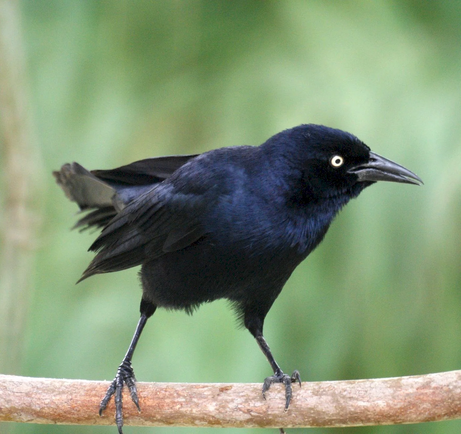 Небольшая черная птичка
