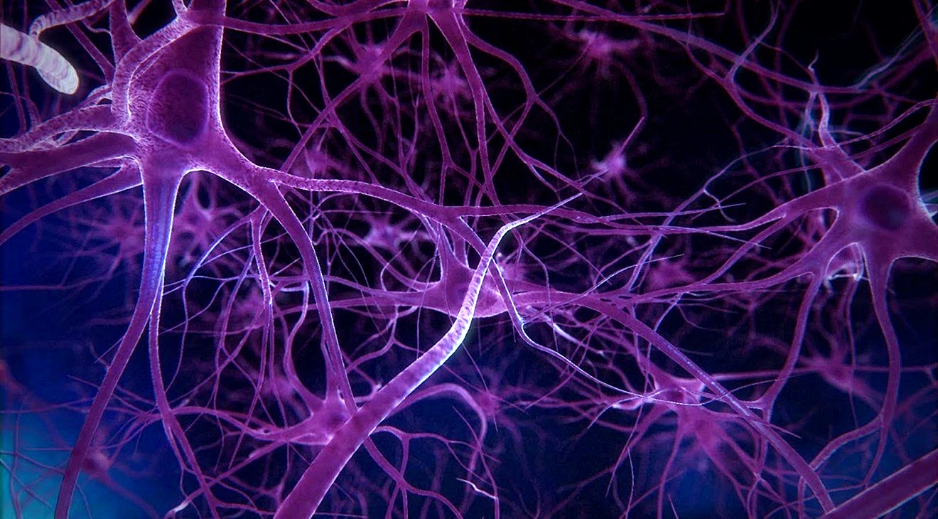 Нейроны