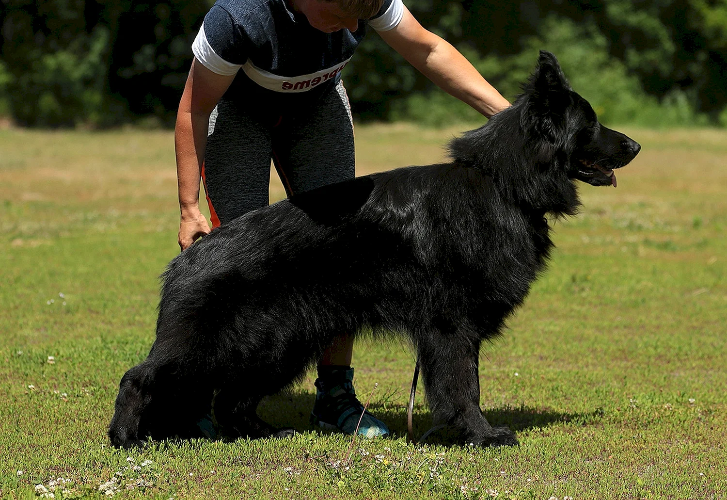 Немецкая овчарка черная длинношерстная гигантская