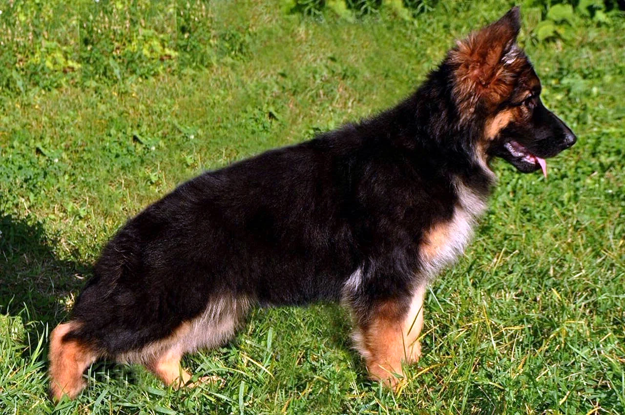 Немецкая овчарка длинношерстная щенки