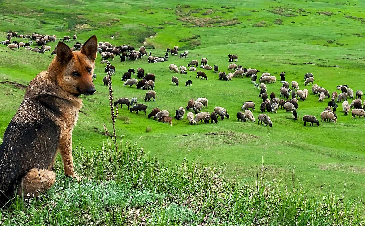Немецкая овчарка пастух
