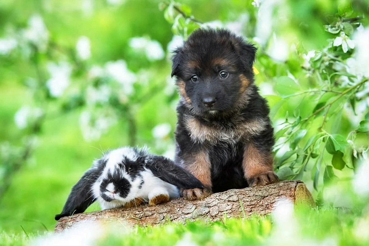 Немецкая овчарка щенок милый