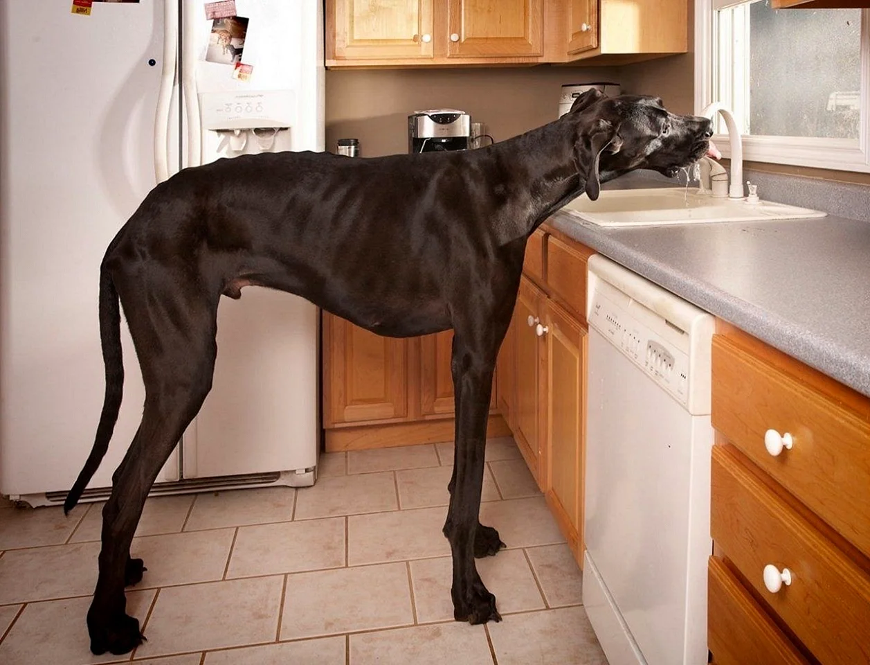 самая большая собака в россии фото