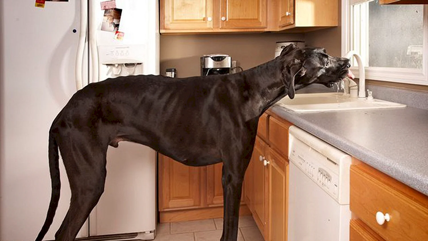 Немецкий дог самая большая собака в мире