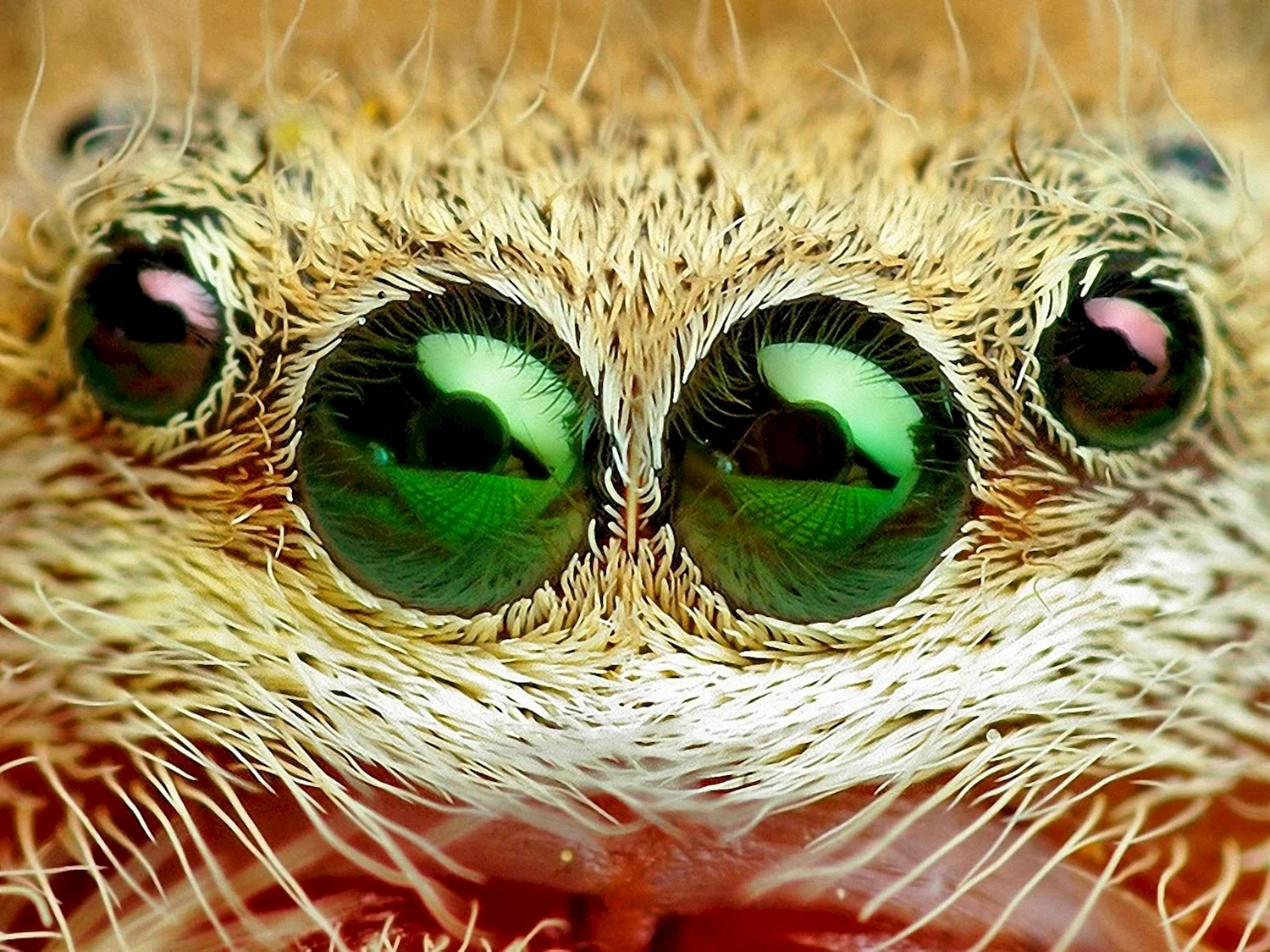 Необычные глаза животных