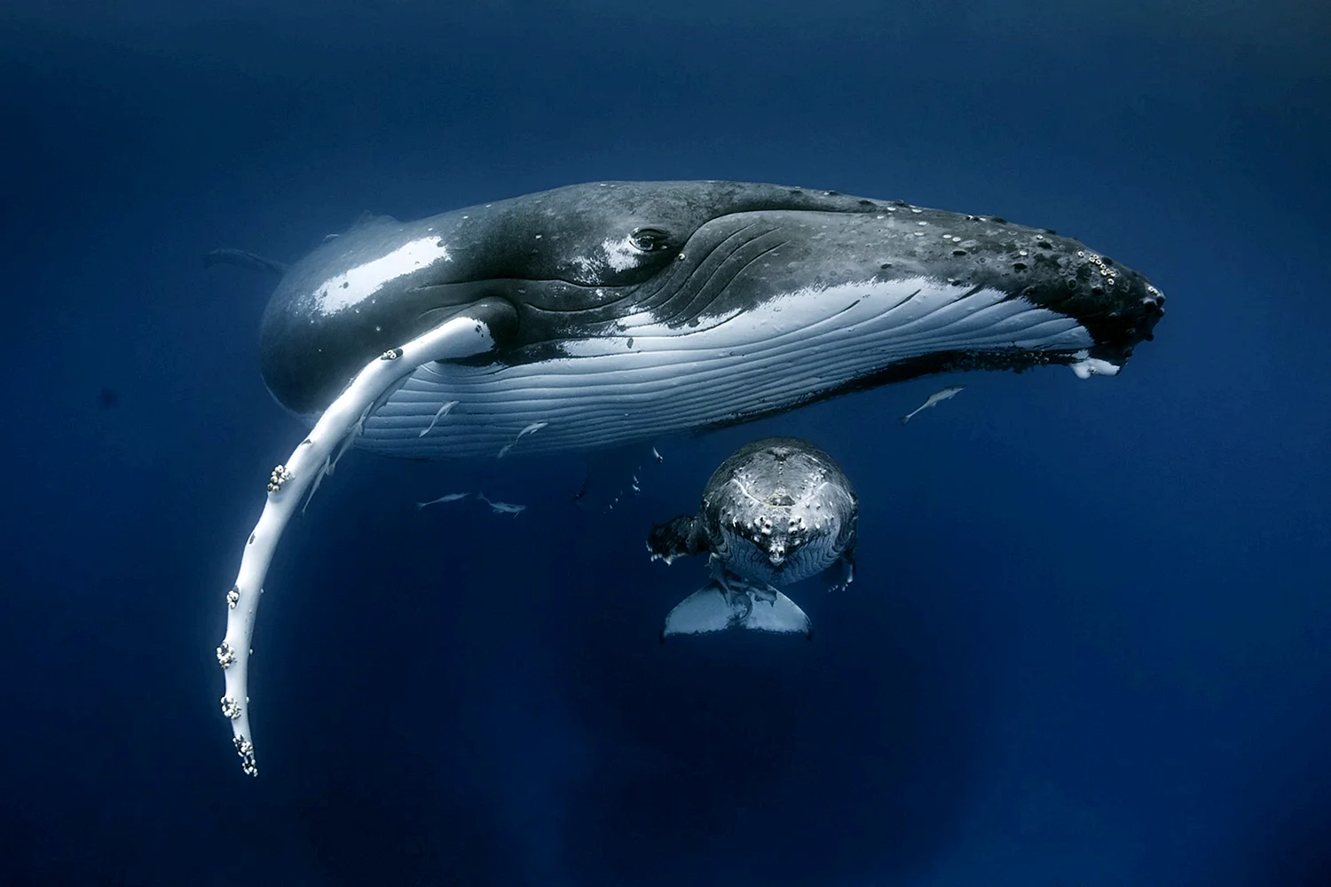 Необычные киты