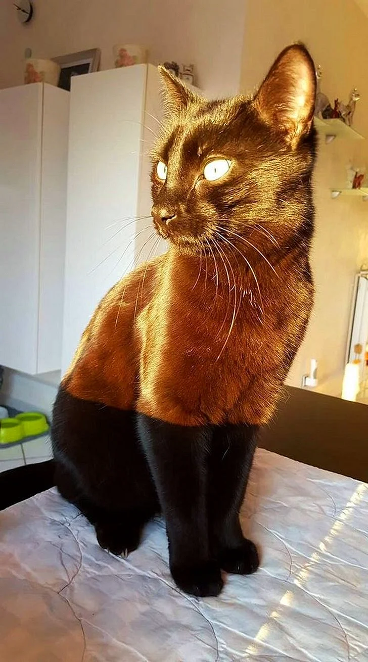 Необычные окраски кошек