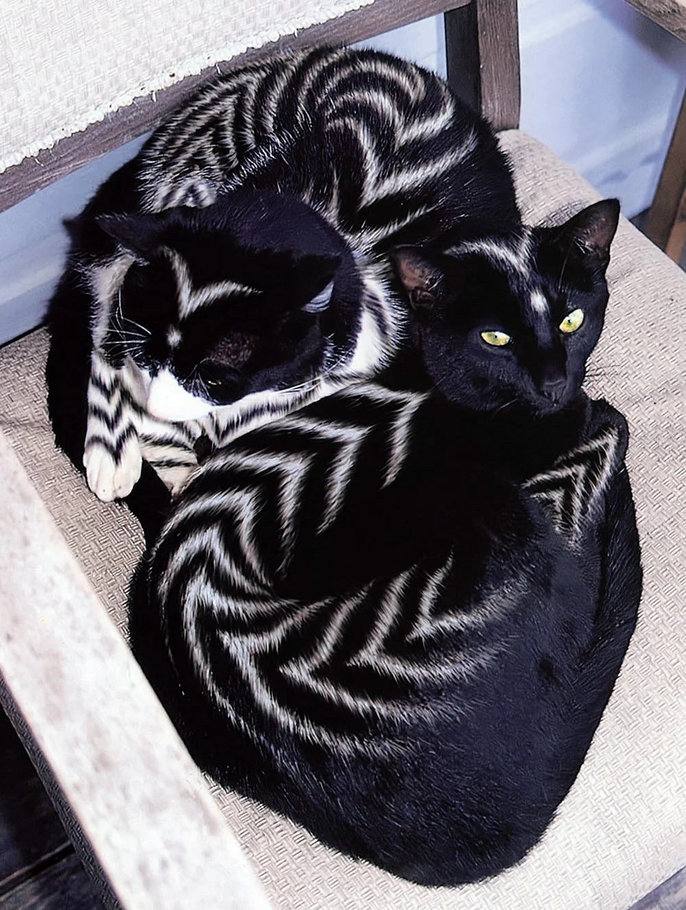 Необычные окраски кошек