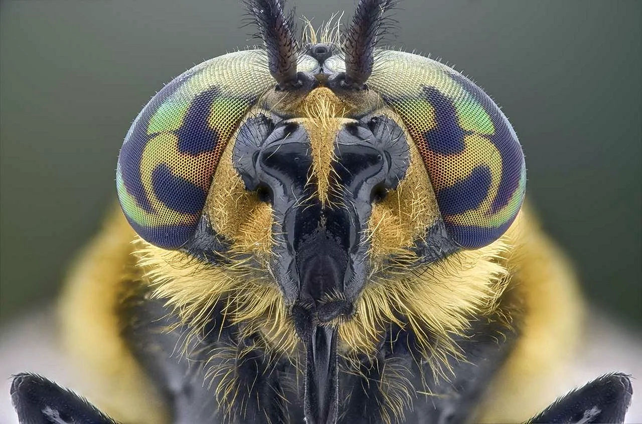Необычные пчелы