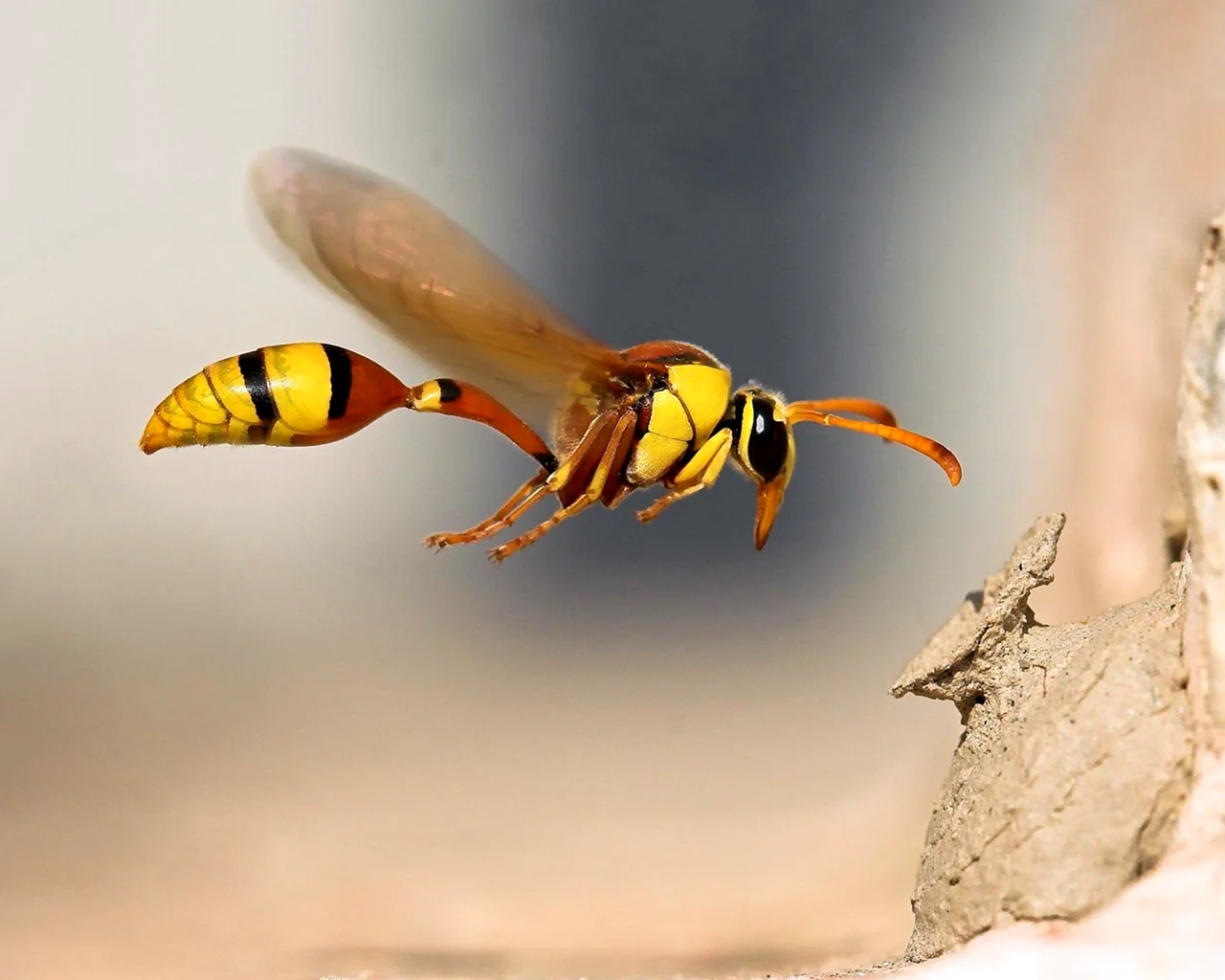 Необычные пчелы
