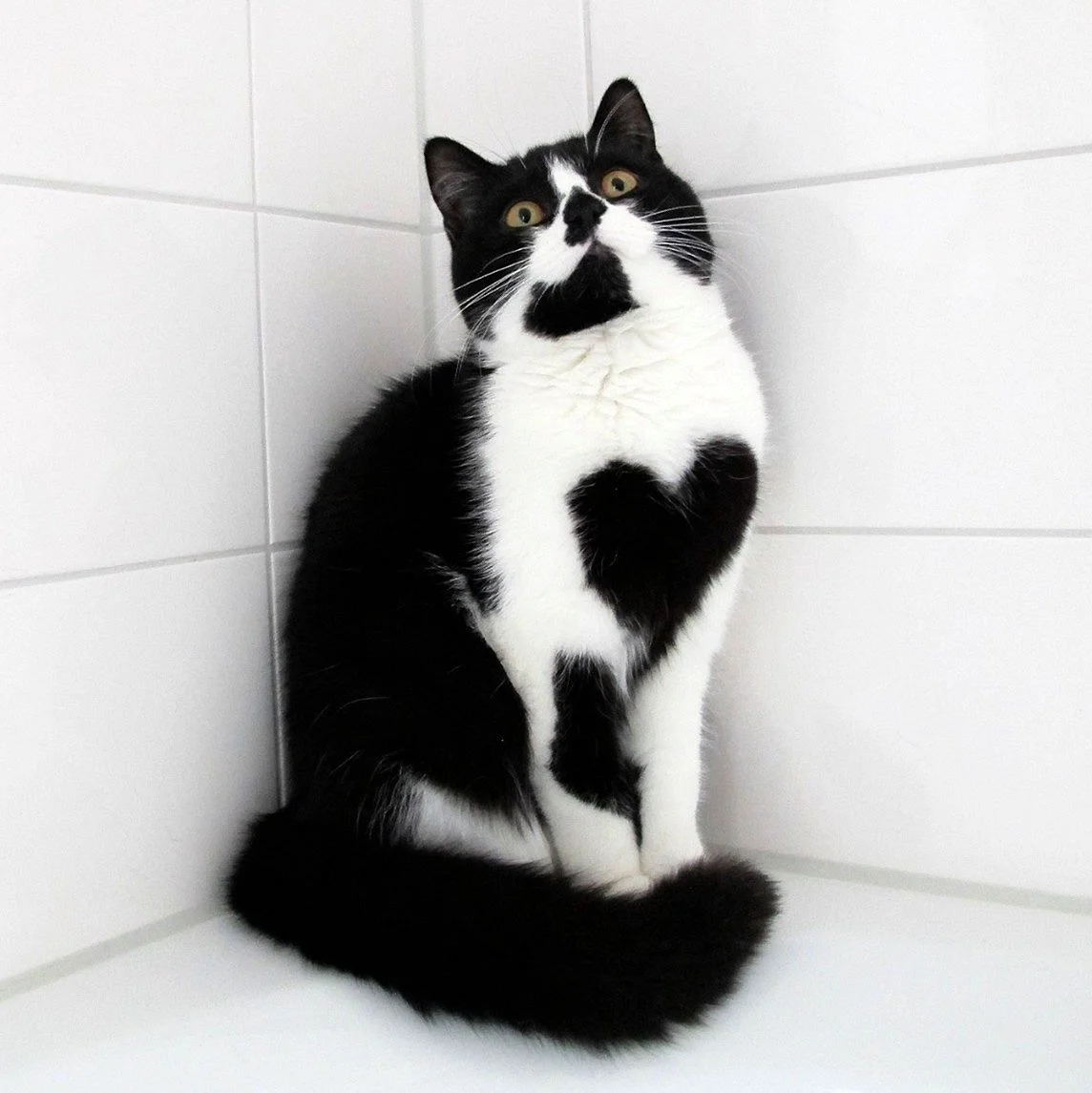 Необычный черно белый кот