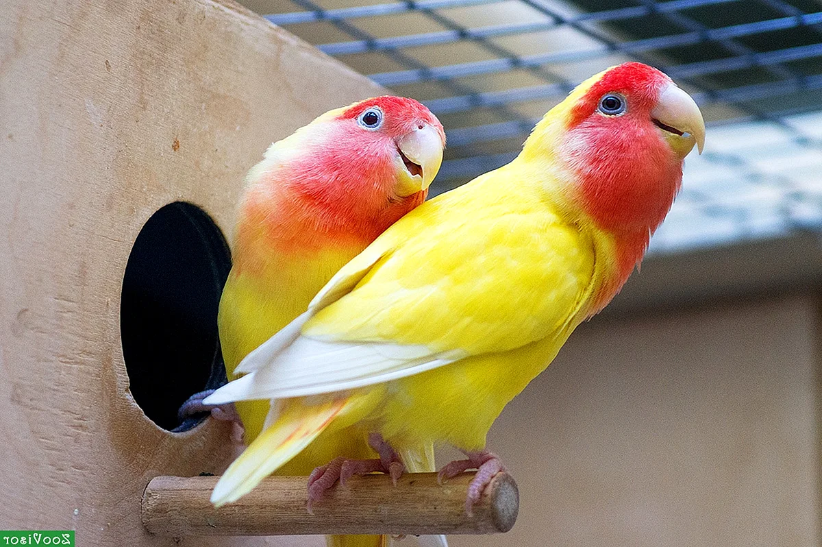 Неразлучники попугаи